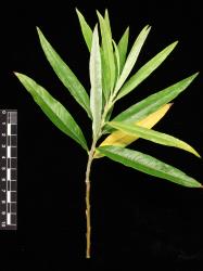 Salix schwerinii. Foliage.
 Image: D. Glenny © Landcare Research 2020 CC BY 4.0